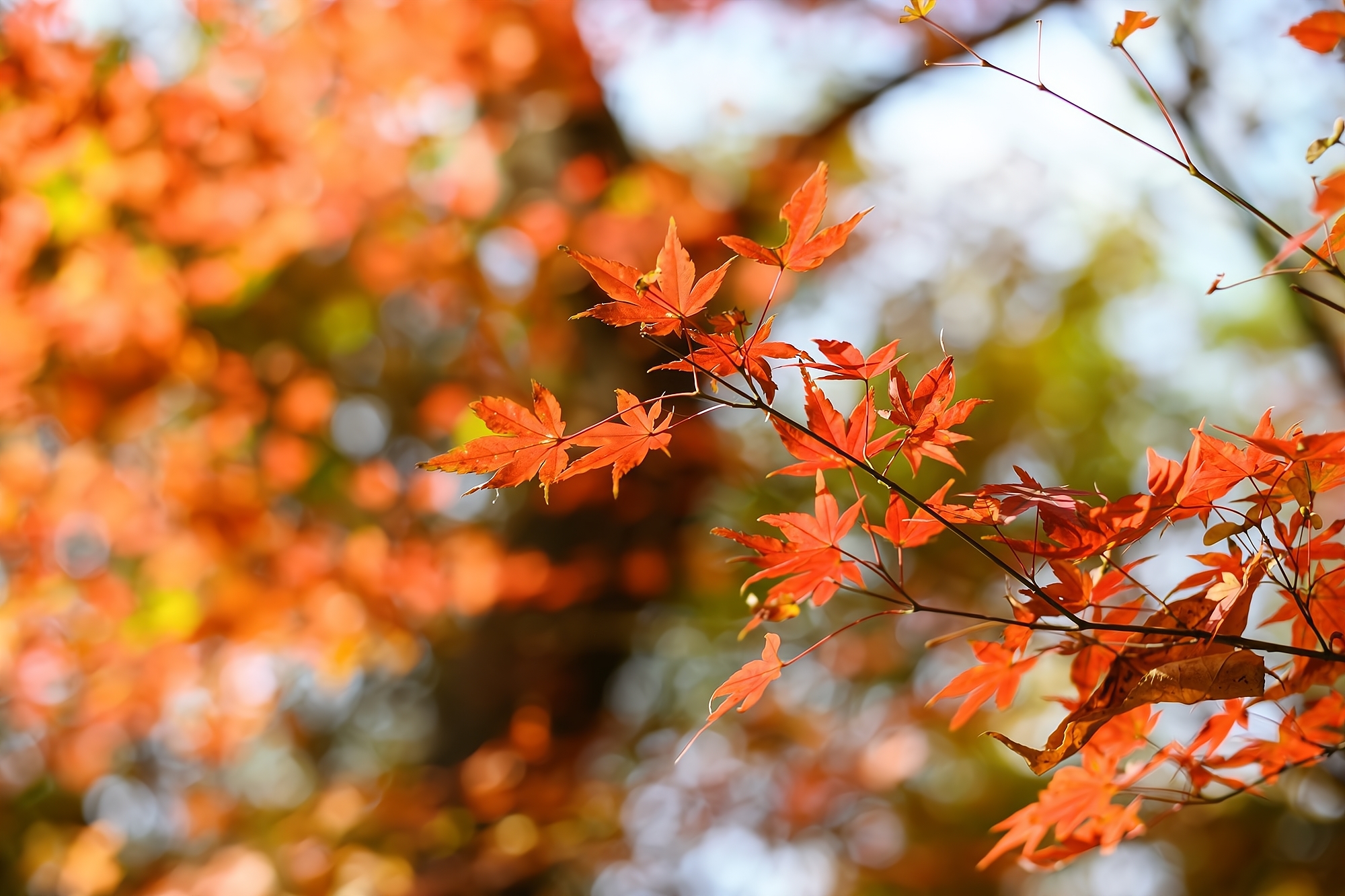 This mountain in Nanjing is the "First Mingxiu Mountain in Jinling" written by Emperor Qianlong. The scenery is more beautiful in autumn