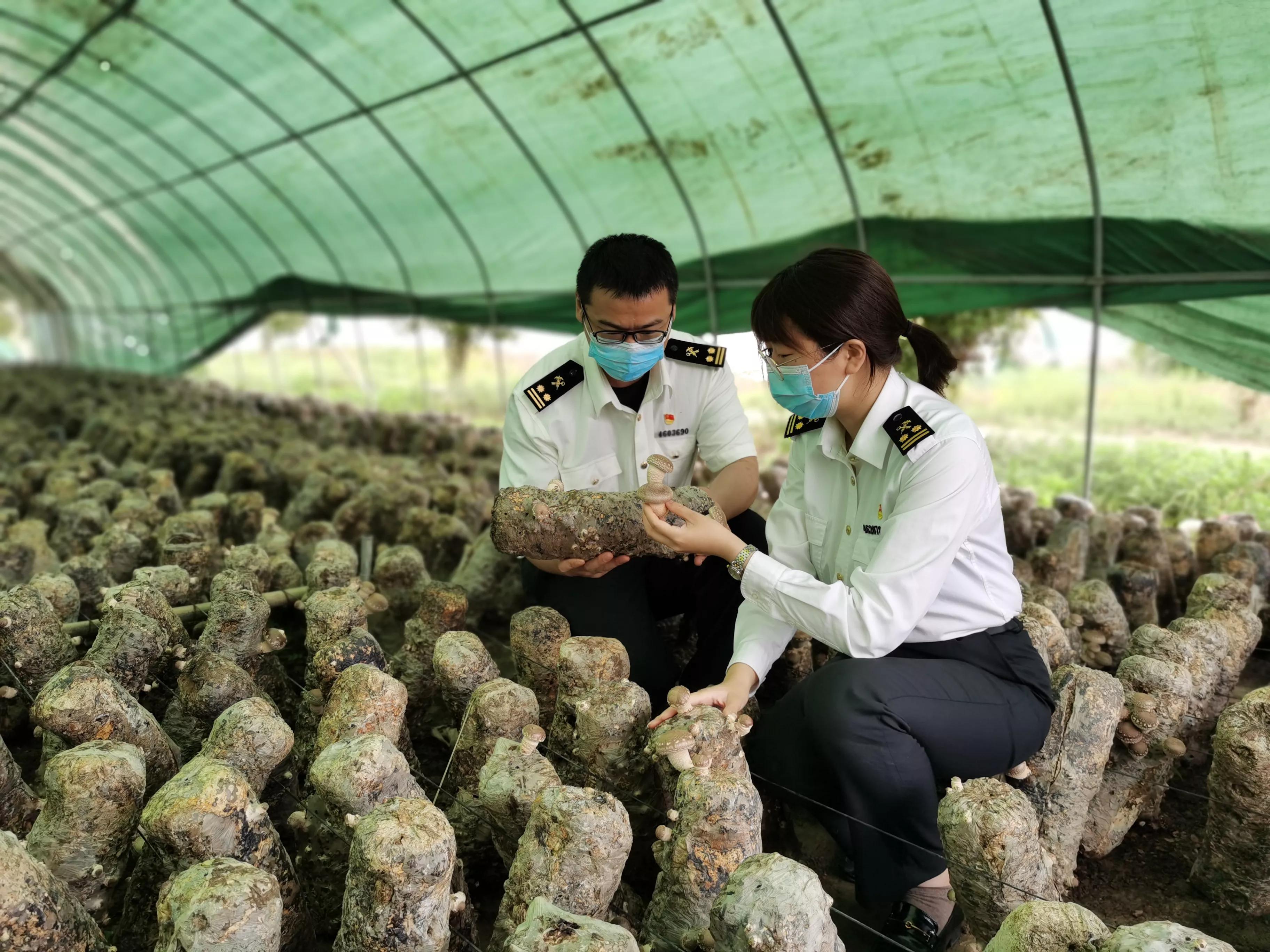 撐起香菇“致富傘”助推大別山區(qū)鄉(xiāng)村振興