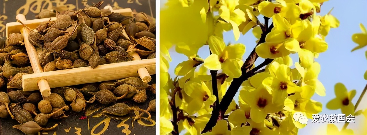 茶人借鉴：中医药特色小镇的发展与思考