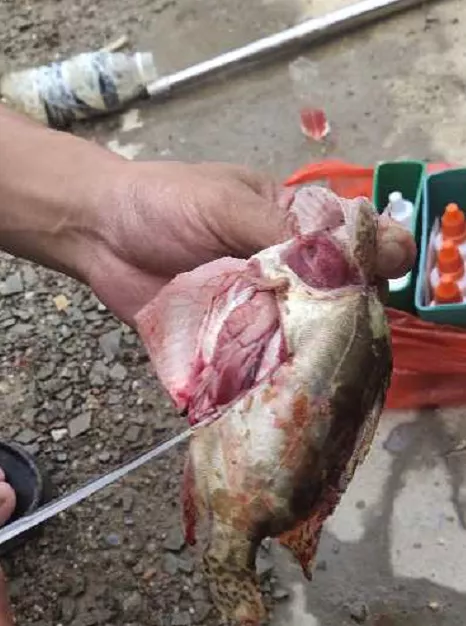 烂身病流行!有的渔户无奈廉价出鱼,一线渔医来支招
