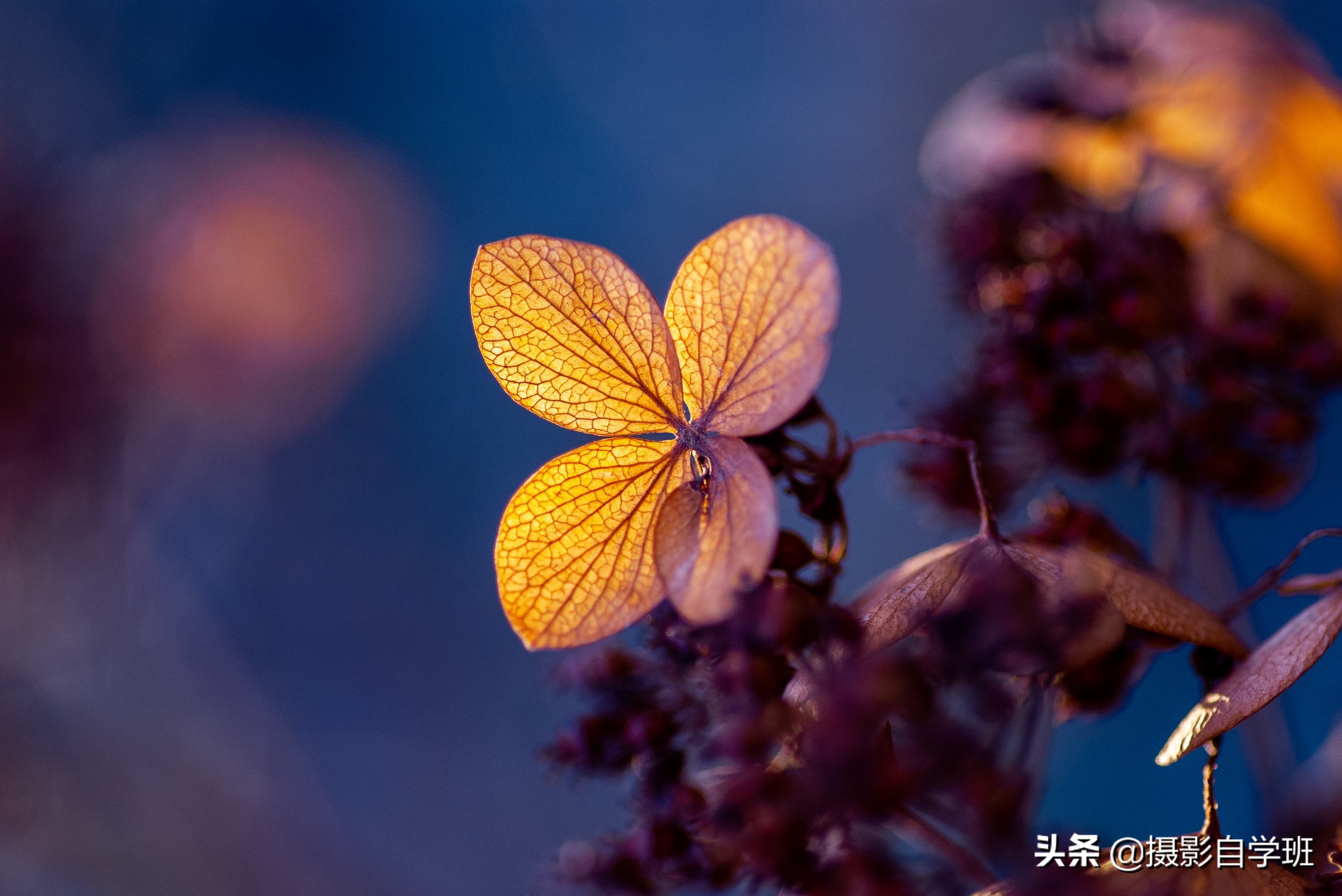 帮你春天把花朵照片拍好看,构图角度微距都讲解这6个摄影技巧,帮你