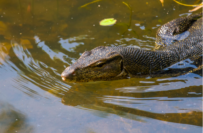 国宝巨蜥“五爪金龙”在云南现世，身为超级毒物，却被当美味屠杀
