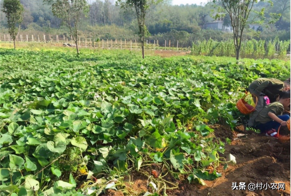 农村种辣椒不赚钱？学会了跟这5种农作物混种，你就能高产多卖钱