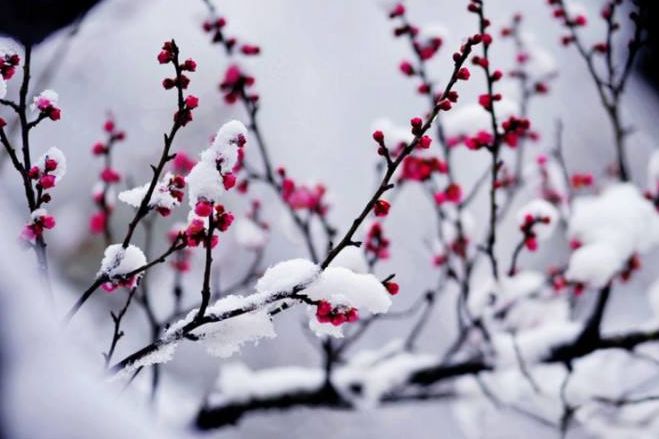 「诗词鉴赏」傲雪寒梅独自开-第27张图片-非凡网