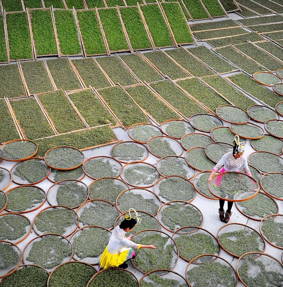 “喝不喝春白茶？”進(jìn)階茶友的心動(dòng)暗號(hào)