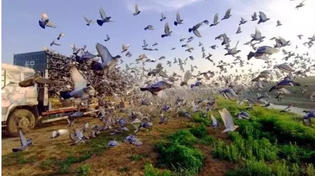 一羽鸽子卖出2200万天价,一场赛事总奖金高达亿元！