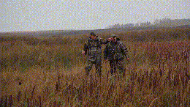 河狸如何改造地球 百年前差點滅絕 後被發現是拯救地球的工程師 資訊咖