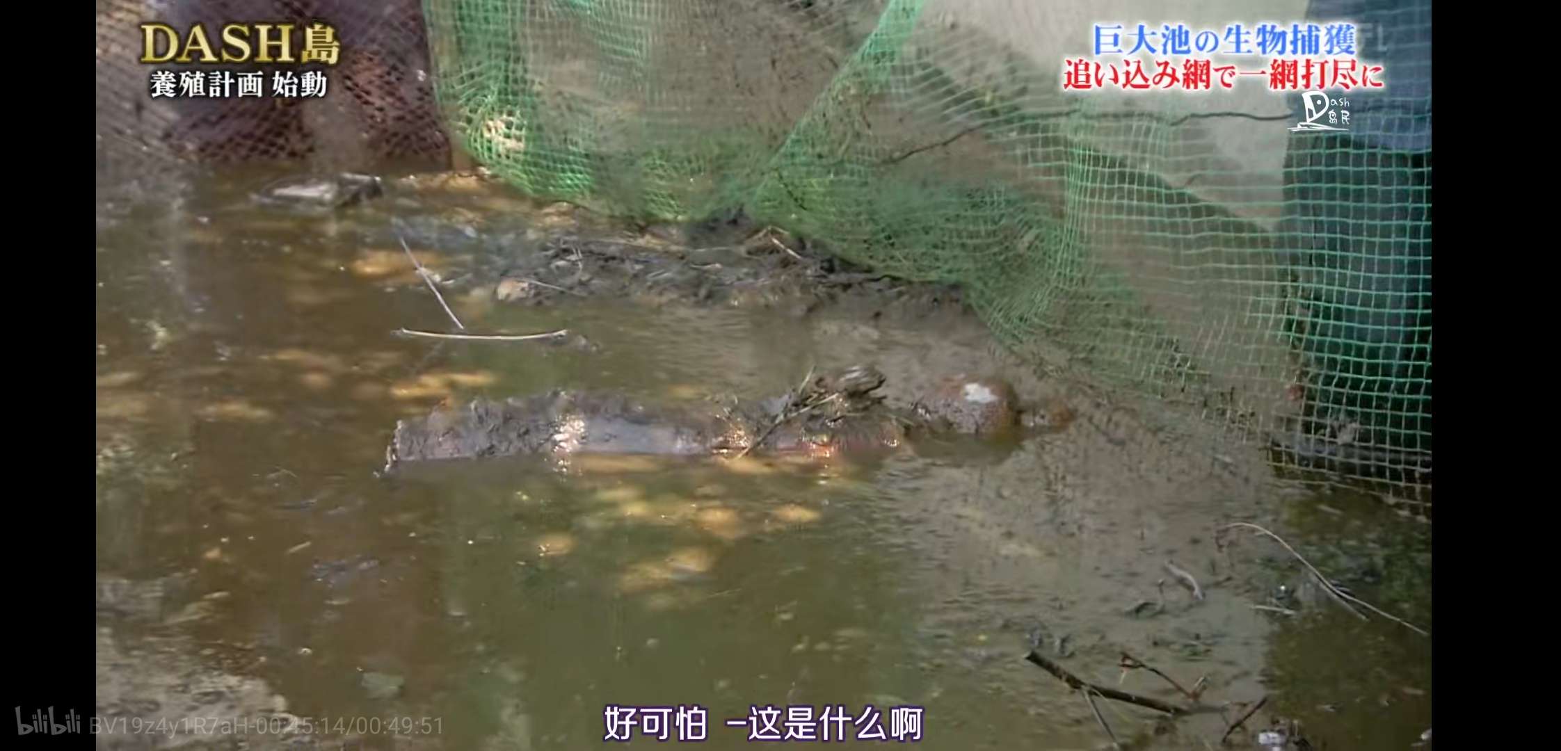 慎入！超恶心！看了这个日本综艺，我的晚饭都