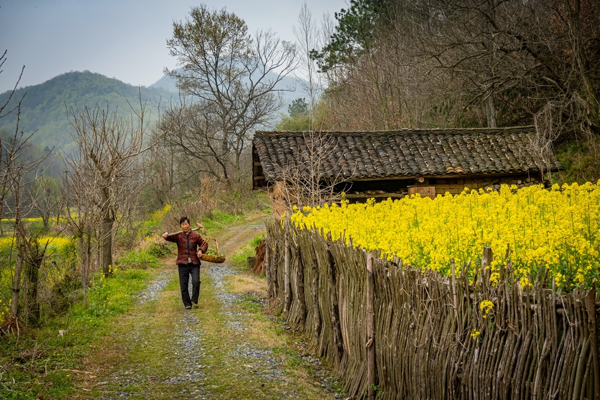 快来看！阳春三月的乡村美如画