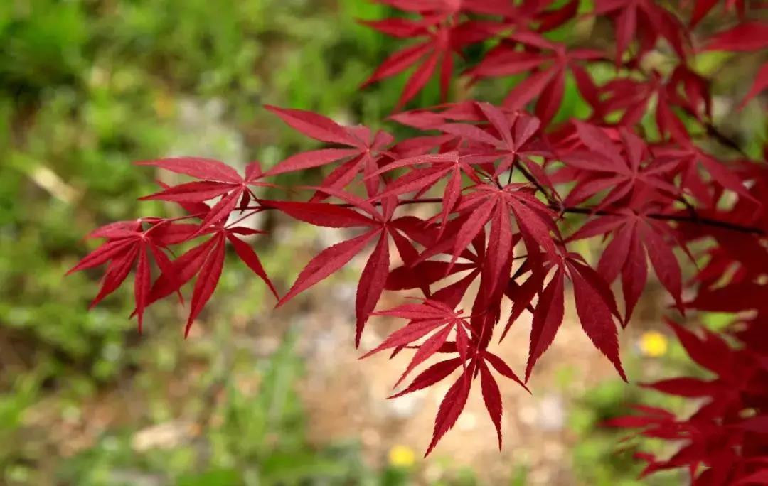 The same is red maple, what is the difference between Chinese red maple