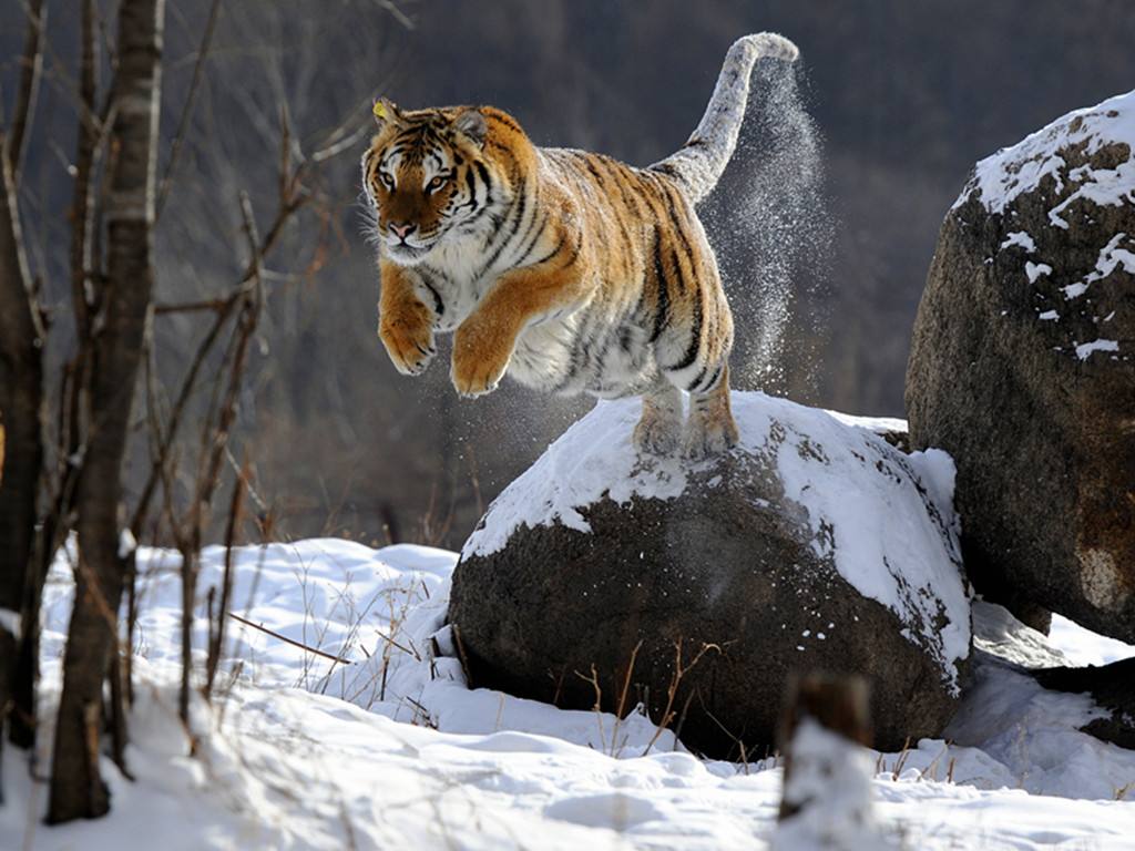 老虎怕什么，老虎的天敌是哪种动物？