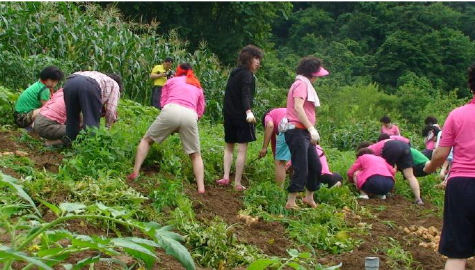 韓國的鑽石白菜價令人望而卻步，多重因素下的農業危機