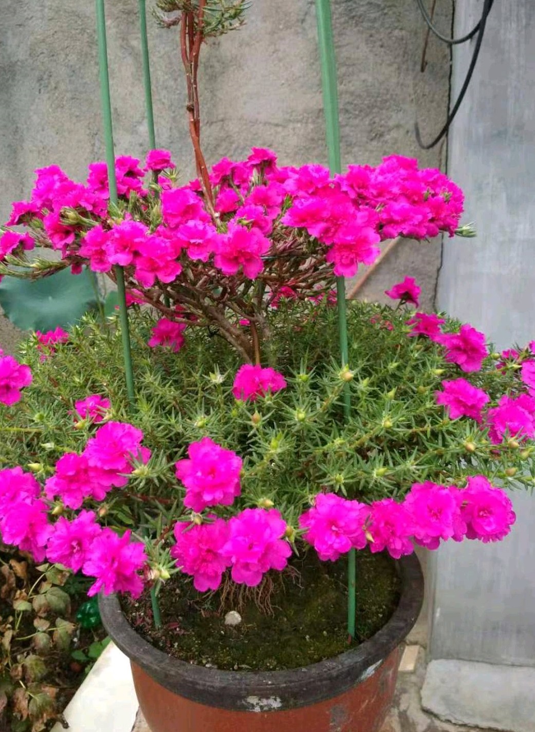 重瓣太阳花 玫红紫 花型美若牡丹 耐热也耐寒 南北方都能养 资讯咖