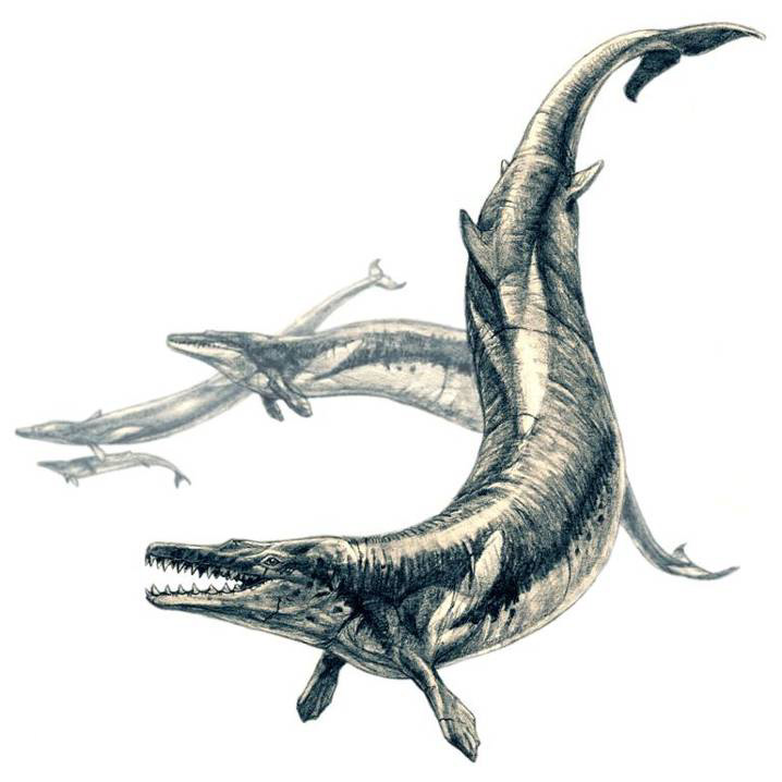 鲸的进化史：鲸不是鱼！曾经也生活在陆地上，它和河马是近亲