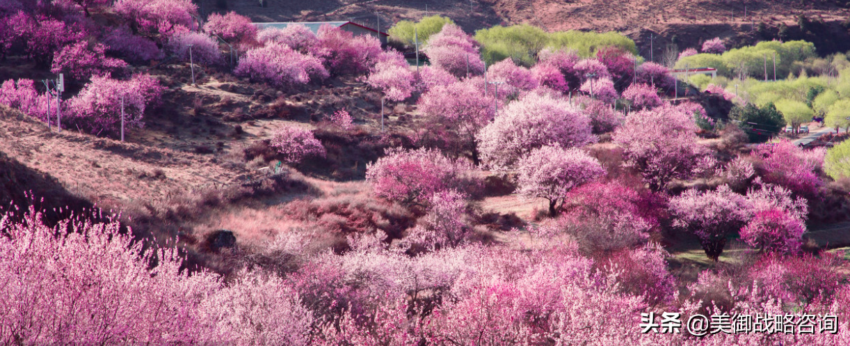 专业的全案策划