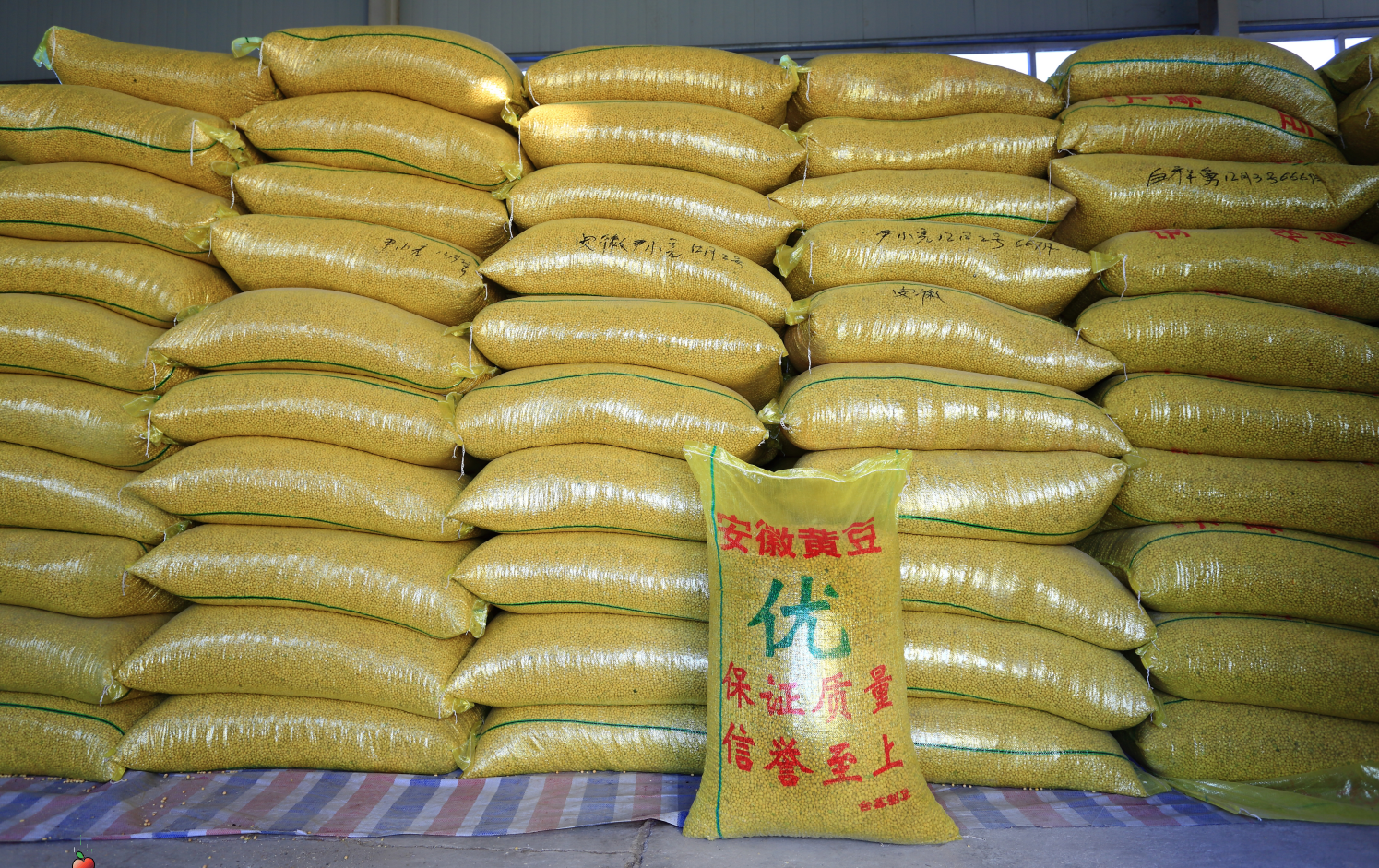 行业观察 | 新豆疯涨，大批豫籍豆企陷入“至暗时刻”