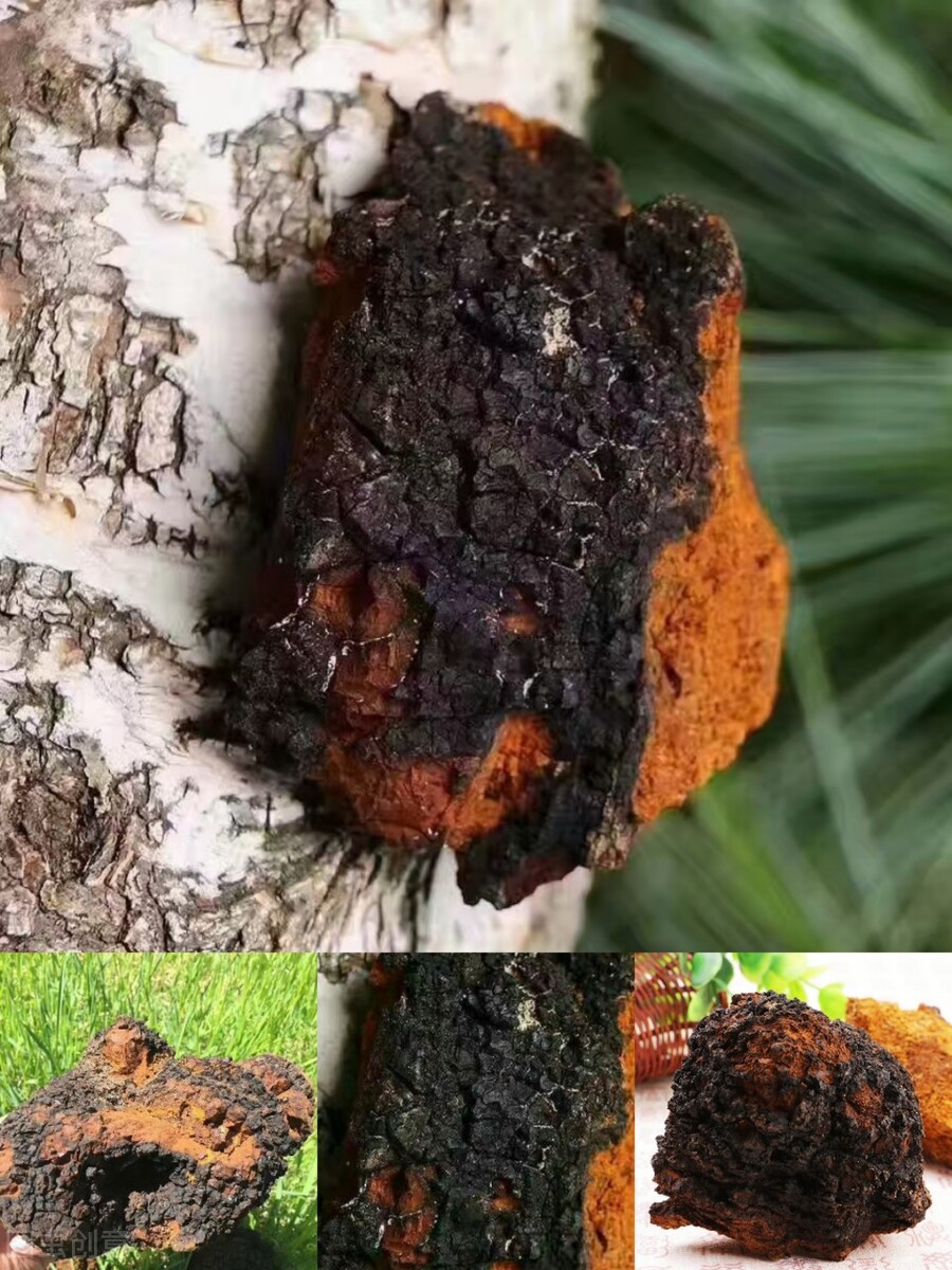 桦树茸为什么中国禁止(作用及用途详解)