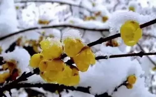 全國(guó)56個(gè)城市的市花，你是否全都了解？