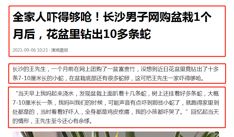 长沙男子网购富贵竹盆栽，30天后竟孵出10多条蛇！它们是毒蛇吗？