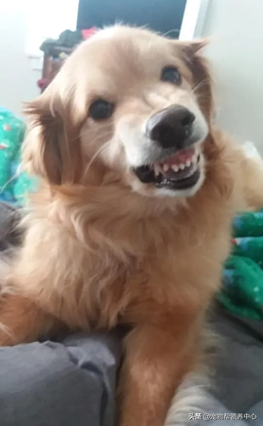 金毛因太凶要被安乐，男子勇敢收养后发现，它