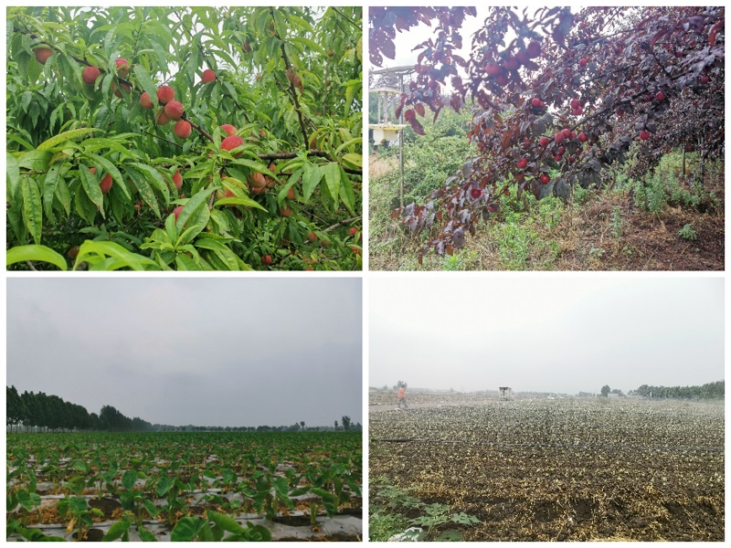 青华镇组织人大代表开展走访观摩活动