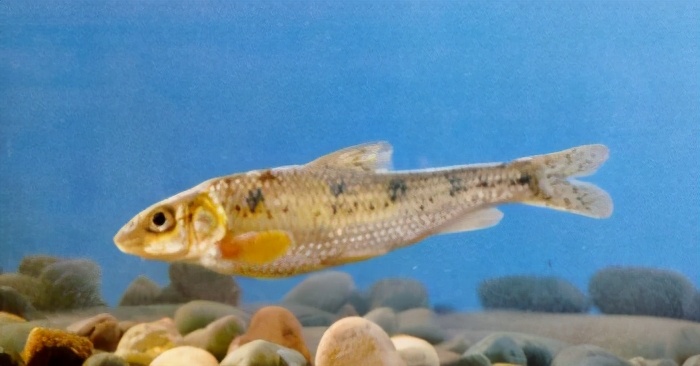 belligobio nummlfer (boulenger)40似47 鲤科(金鳍鲤,罗红)paracan