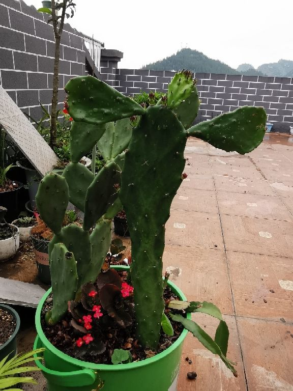 被動吸入“二手煙”真煩人，趕緊養盆“吸煙花”，凈化空氣效果好