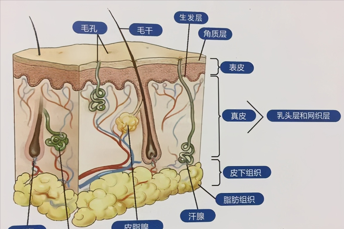 毛孔粗大?別慌,這3種方法讓它縮回去 - 頭條匯