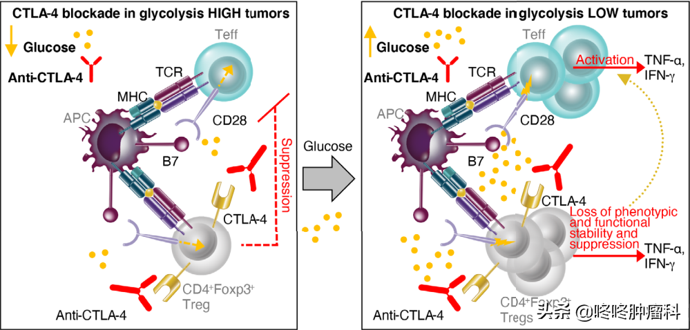 “餓死癌細胞”又有新理論：癌細胞搶糖吃，導致免疫療效減弱