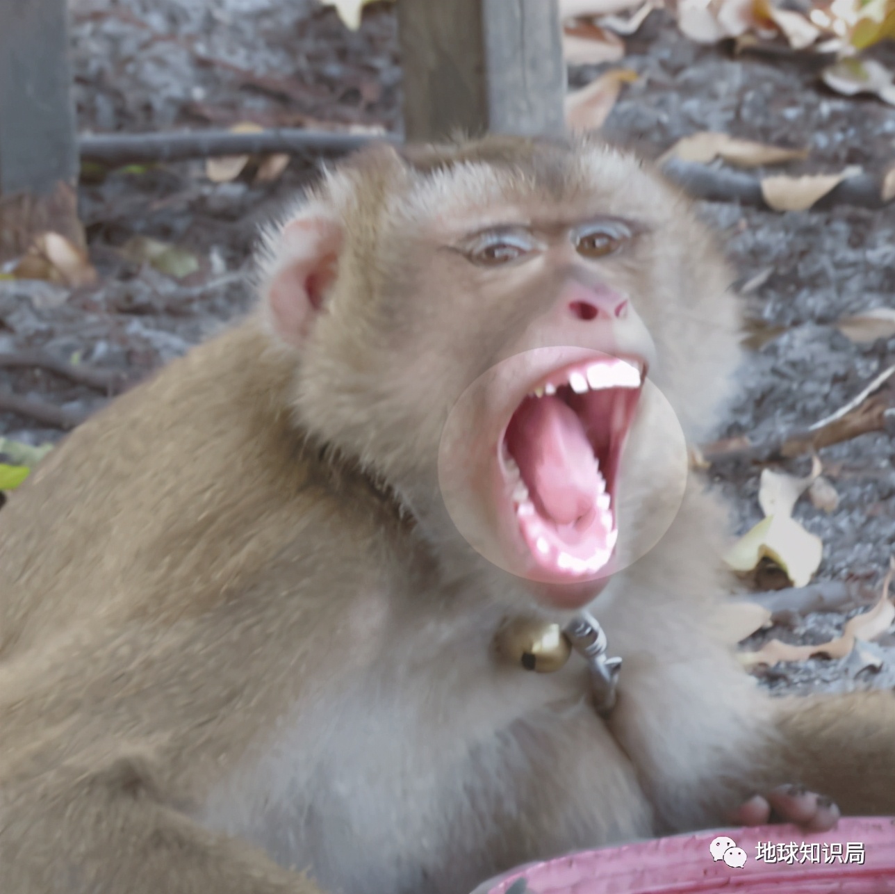 泰國猴子，有苦說不出 | 地球知識局