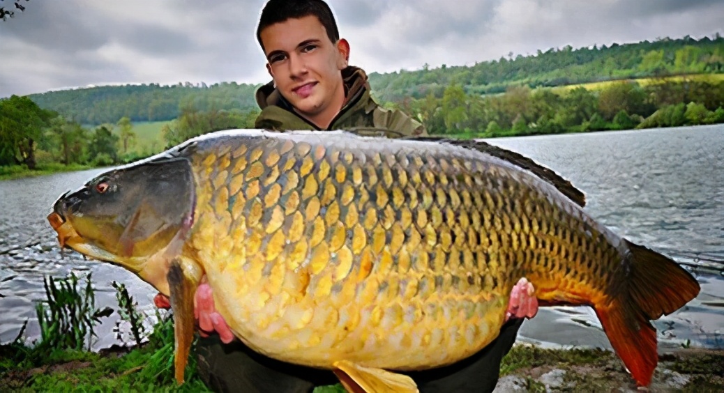 探秘亚洲鲤鱼在美国的前世今生说它壮如牛肥如猪不夸张