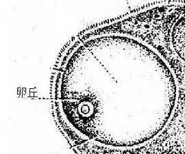 卵泡大小正常范围是多少？什么样子的卵泡才算优质卵泡？