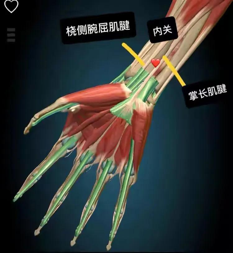 【位置】掌長肌腱和橈側腕屈肌腱之間,大致在腕上2寸,靠近橈側腕屈