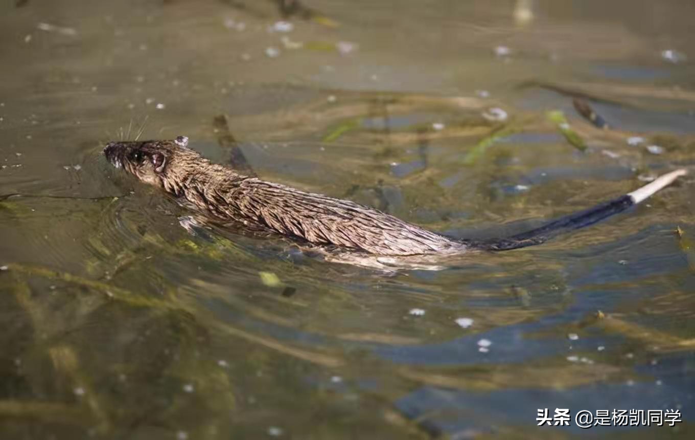 太可怕了！吉隆坡市中心河流竟然出现鳄鱼，还裂开大嘴在河边晒太阳，被路人拍下上传社媒，成为城市最热话题！  这条在河边晒太阳的鳄鱼，就在吉隆坡谷中城购物广场的巴生河河段，民众是在中午时分，经过连接谷中城与轻快铁站桥樑时，发现该条鳄鱼，拍下视频和照片分享至社媒，掀起热议。  #星洲日报 #星洲网 #sinchewdaily #sinchew #星洲tiktok #sinchewtiktok #鳄鱼 ..., image size:1360x860