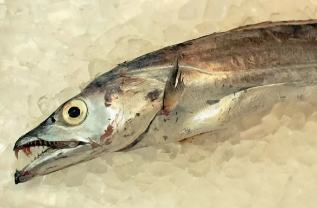 图片[5]-买带鱼怎么挑 “黑眼”、“黄眼”有什么不同？-起舞食谱网