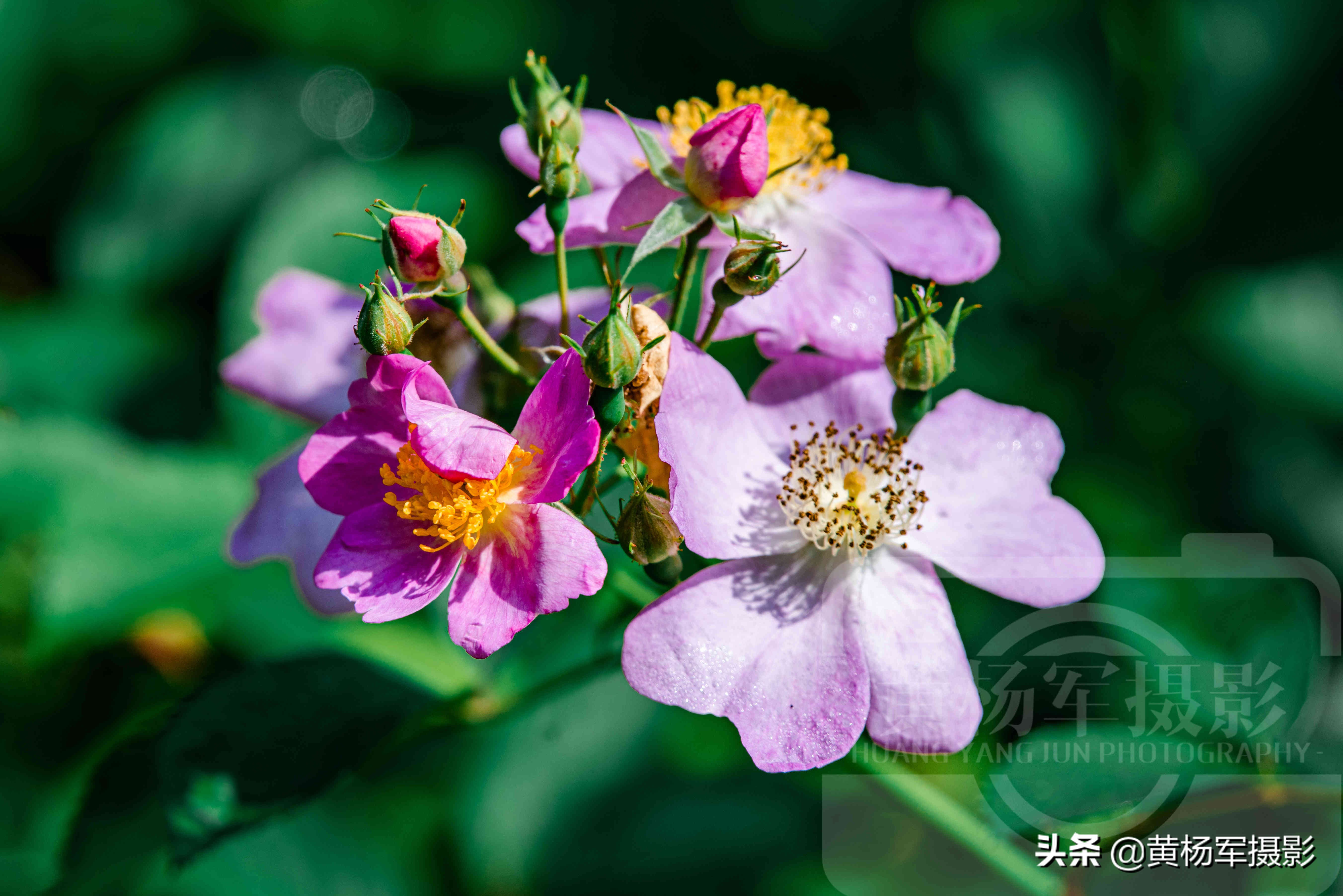 陽光下嬌豔怒放的野薔薇花 清香亮麗 絢爛多彩的花兒特別美 黃楊軍攝影 Mdeditor