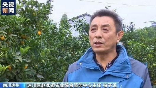 四川达州47万亩柑橘陆续成熟“经纪人”内联外引助力果农丰产增收