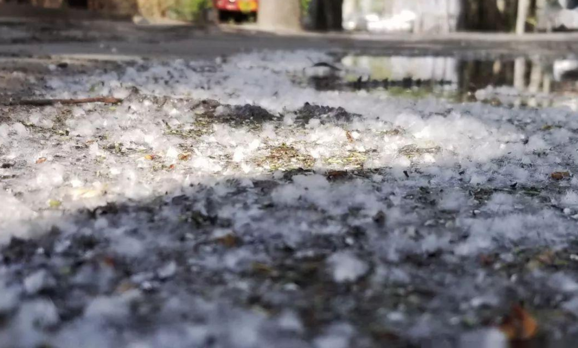 北京又在飞絮了！为什么不把杨柳树换掉？看了