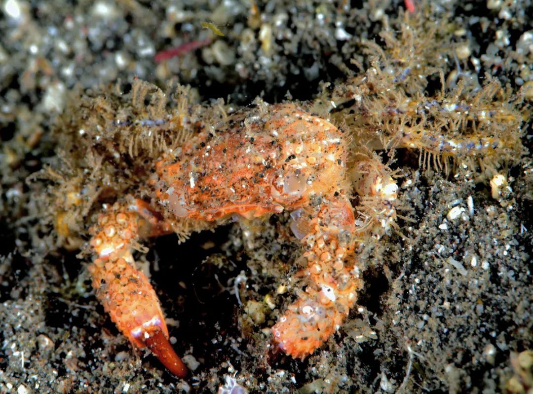 Eating crabs can cause poisoning to the hospital?There are many "poison