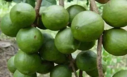 夏威夷果上的裂缝是人工加上去的吗？答案可能让人想象不到