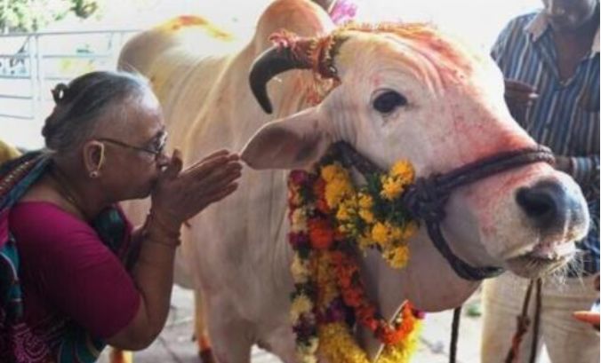 印度人不吃牛肉，那印度的牛都去哪了呢？