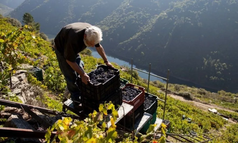 史上最全酿酒全过程详解，建议收藏（多图）