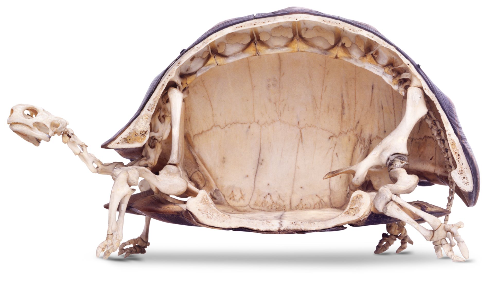 有壳动物那么多，为什么说乌龟的外壳最特殊，最折磨科学家？