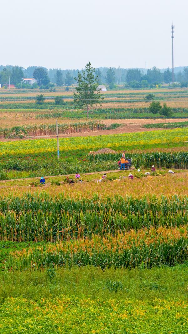 河南省农业农村厅：总投资182亿支持灾后农业重建