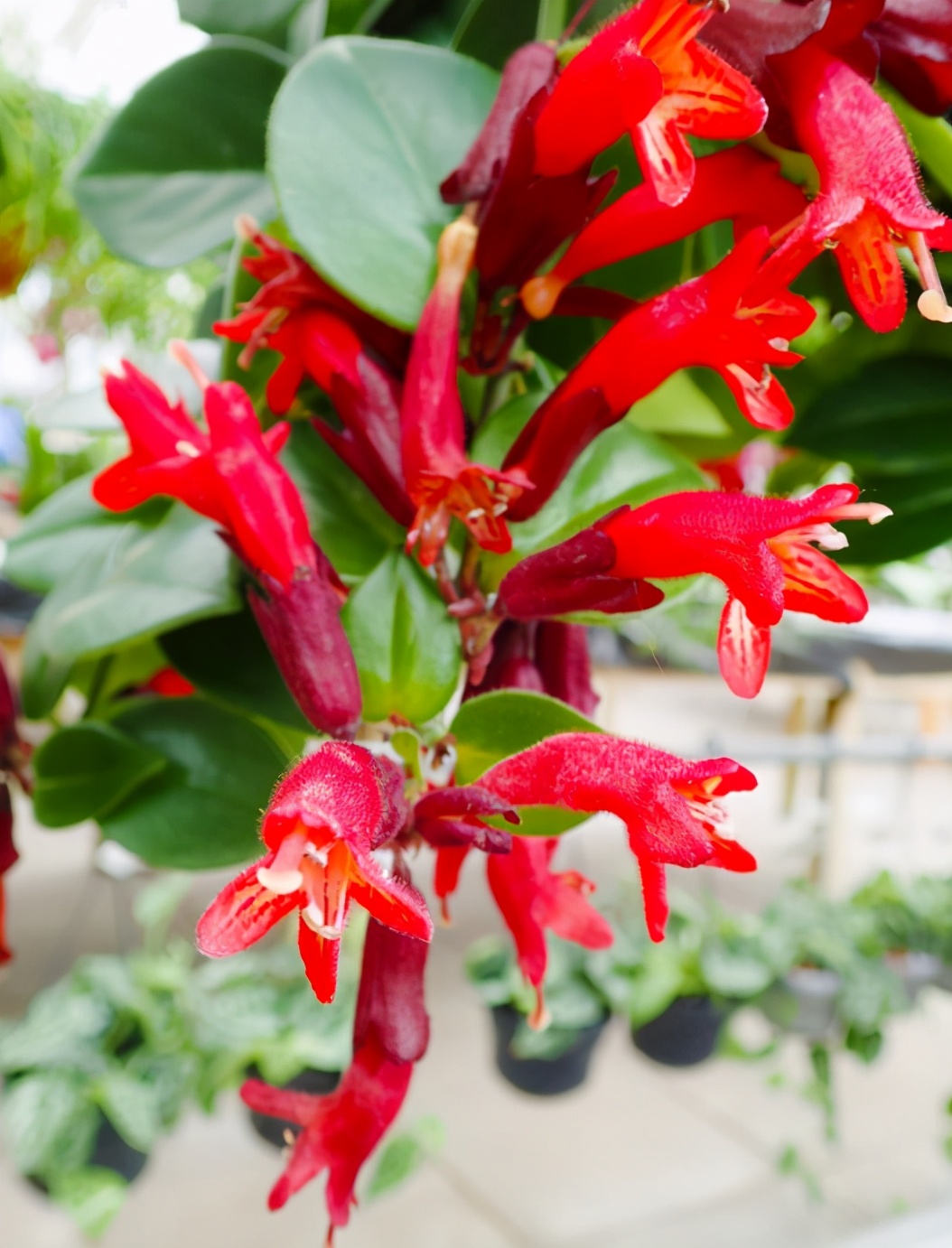 盆栽 口紅花 含苞待放的花蕾 似嬌艷欲滴的口紅 Mp頭條