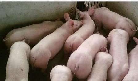 为什么你的保育猪长得慢？是饲料的问题吗？