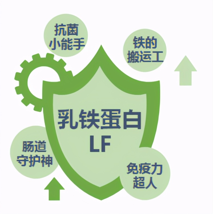 乳铁蛋白粉作用与功效(乳铁蛋白调制乳粉是什么功效)