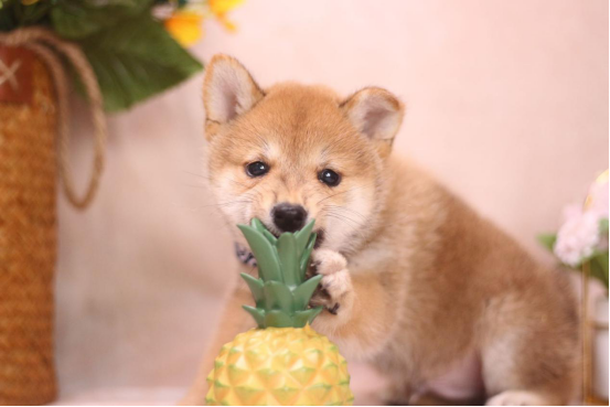 购柴攻略：如何挑选柴幼犬？柴犬和土狗有啥区别？6