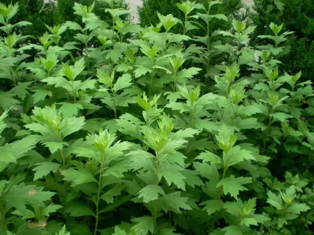 農村常吃的40種· 野菜，能治病能解饞，你吃過幾種呢？