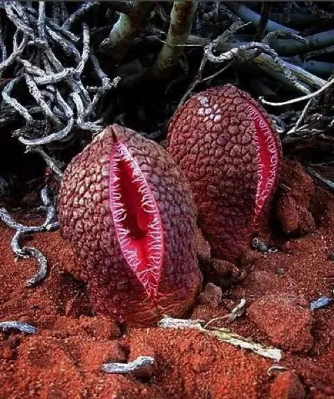 160種· 奇花異草,絕對有你沒見過的! 「下部分」